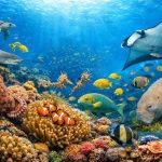 Underwater Adventure with Exotic Marine Life