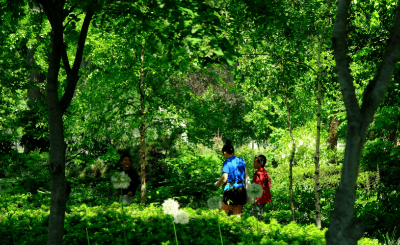Community Forest Funding: Centre Moves to Strengthen Gram Sabha–Led Forest Management Community Forest Funding