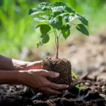 Community Forest Funding