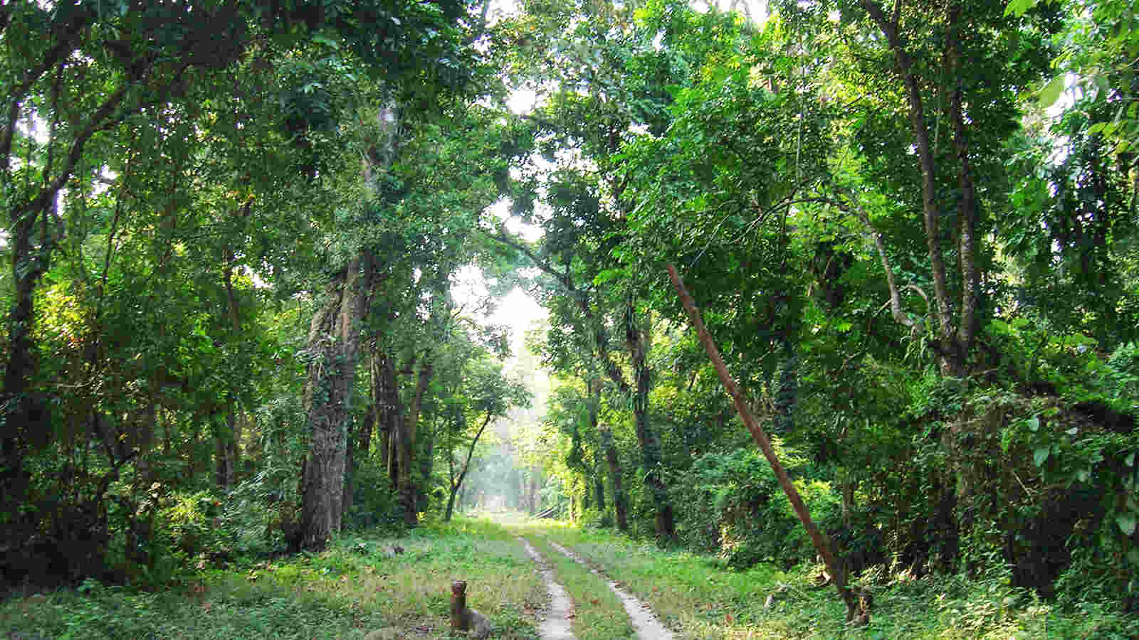 Community Forest Funding: Centre Moves to Strengthen Gram Sabha–Led Forest Management Community Forest Funding