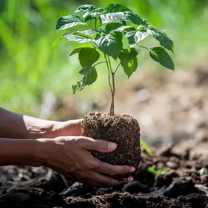 Community Forest Funding