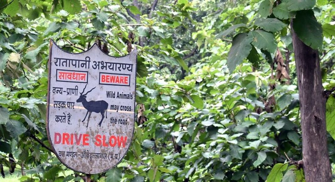 Rare Asiatic Wild Dog Seen for the First Time in Ratapani Tiger Reserve Rare Asiatic Wild Dog