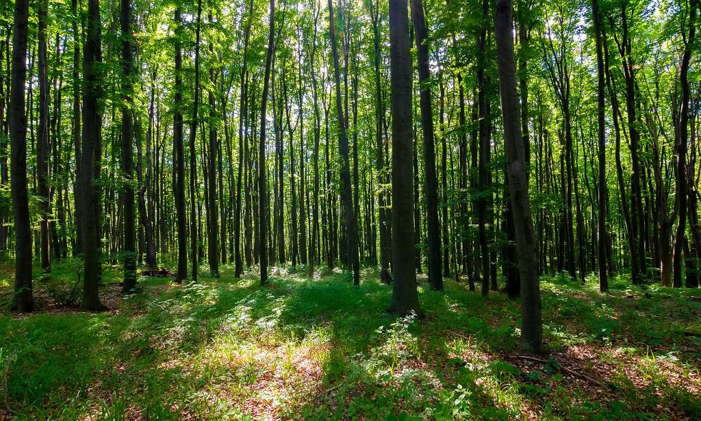 Forest Rights Act at 20: Between Justice, Politics, and the Future of India’s Forests Forest Rights Act at 20
