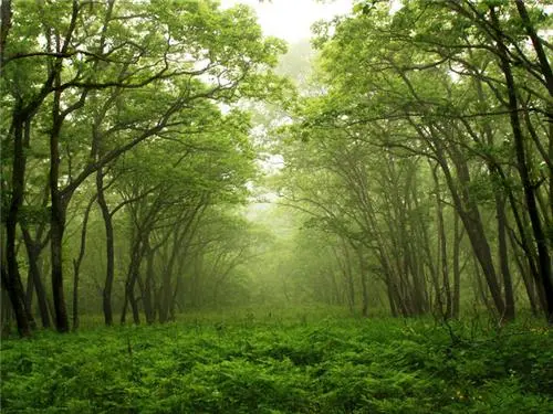 Forest Rights Act at 20: Between Justice, Politics, and the Future of India’s Forests Forest Rights Act at 20