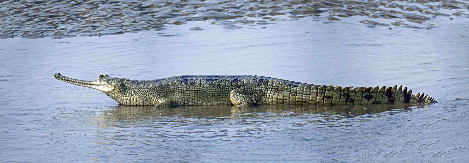 Gandak Gharial Habitat Expansion
