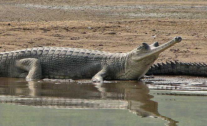 Gandak Gharial Habitat Expansion