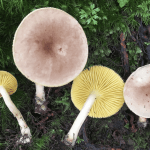 Himalayan Mushroom Discovery