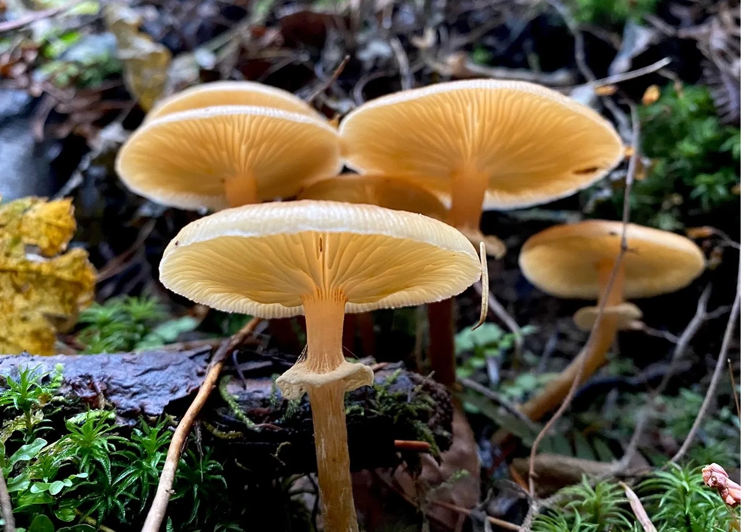 Himalayan Mushroom Discovery