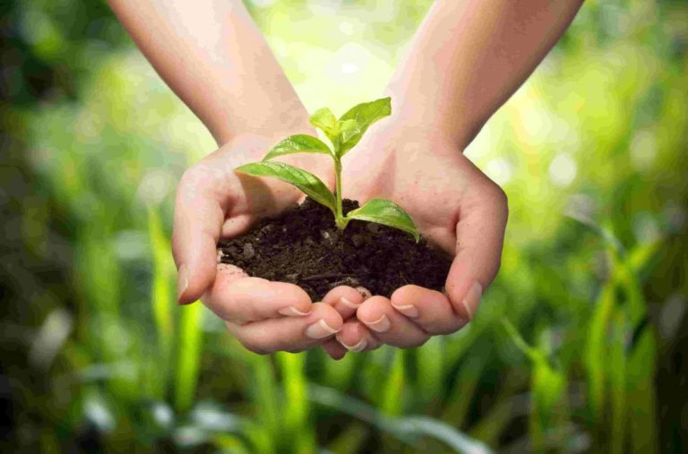 ICAR Releases Improved Crop Varieties
