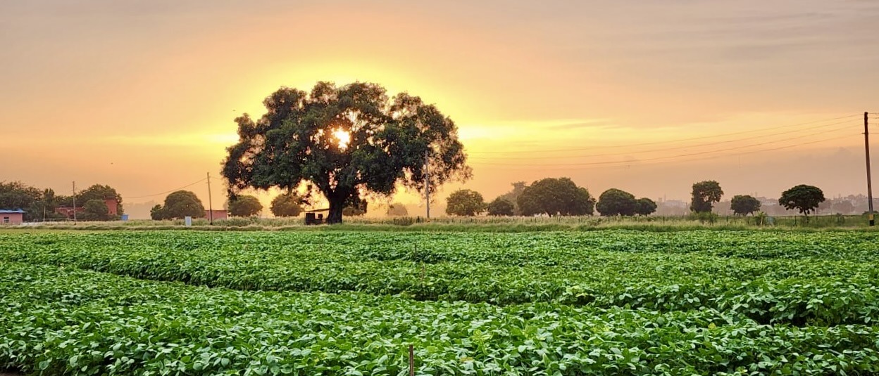 ICAR Releases Improved Crop Varieties