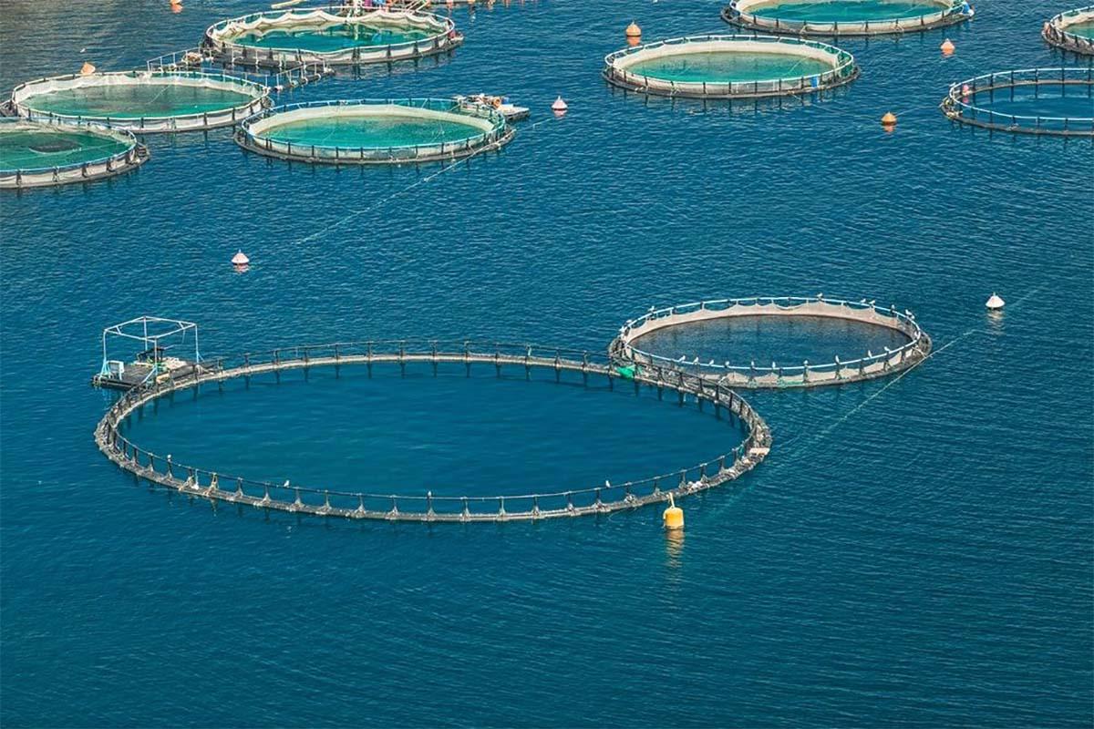 India Open-Sea Fish Farming