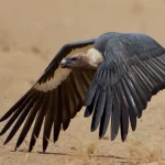 Indian Vultures Melghat Release