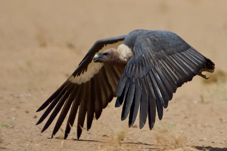 Indian Vultures Melghat Release