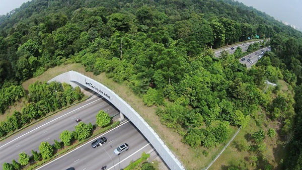 Kaziranga Elevated Corridor Explained