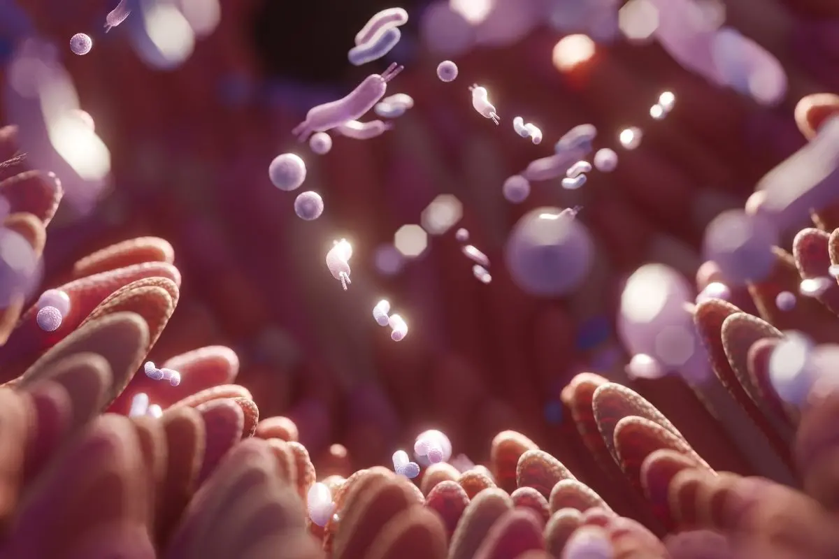 Kerala Names Bacillus subtilis State Microbe