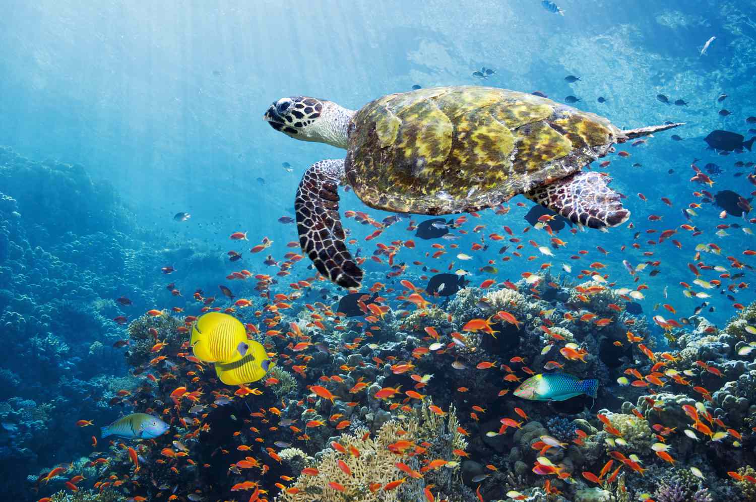 World Wildlife Day