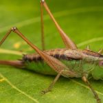 Meadow Katydid Discovery