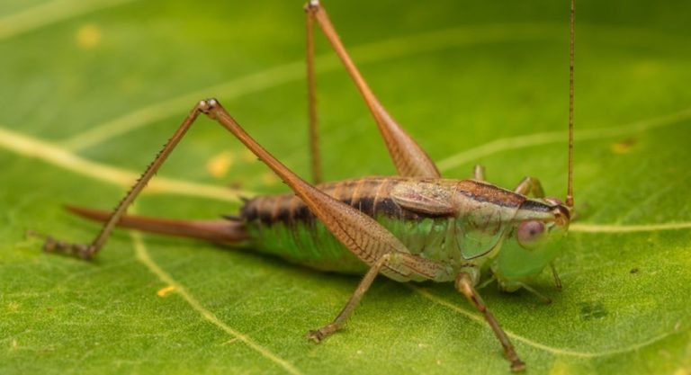 Meadow Katydid Discovery
