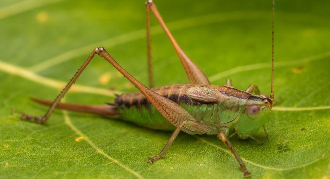 Meadow Katydid Discovery