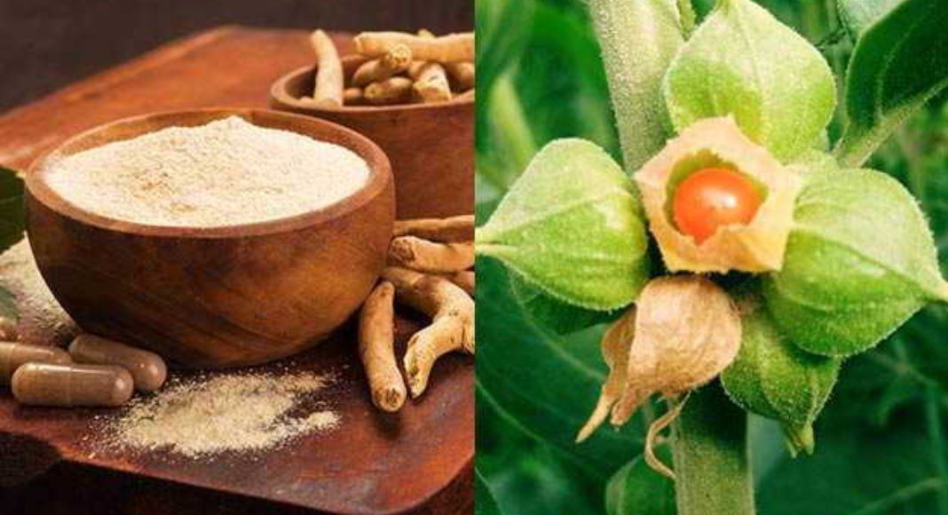Nagauri Ashwagandha