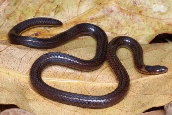 New Reed Snake in Mizoram Highlights Hidden Biodiversity of Northeast India New Reed Snake in Mizoram