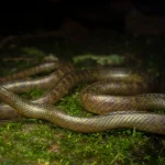 New Reed Snake in Mizoram