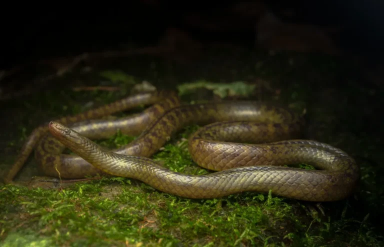 New Reed Snake in Mizoram