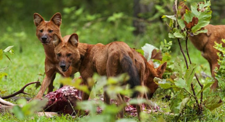 Rare Asiatic Wild Dog