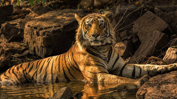 Tiger Count 2026 Thanthai Periyar