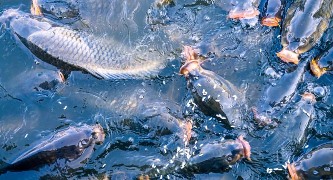 Inland Rainbow Trout Farm