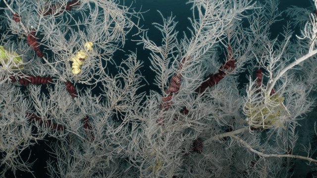 300-Year-Old Giant Black Coral New Zealand