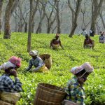 Assam 3% Quota