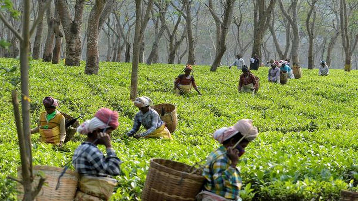 Assam 3% Quota
