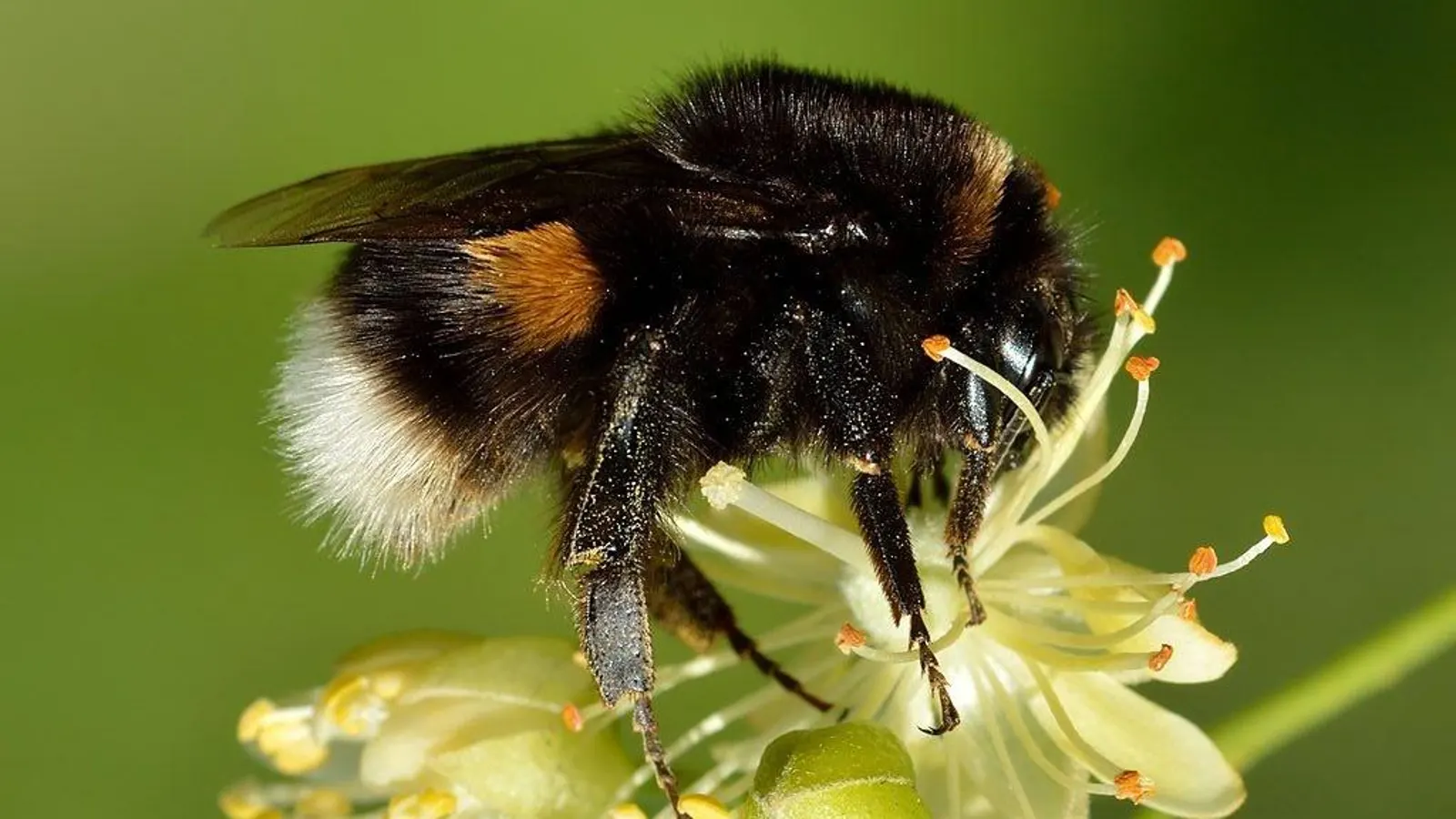 Bee Corridors Initiative: NHAI’s Green Plan for Highways Bee Corridors Initiative