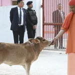 Cow Culture Museum Mathura