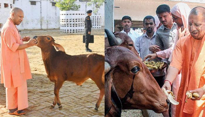 Cow Culture Museum Mathura: India’s First National Centre Celebrating Cattle Heritage Cow Culture Museum Mathura