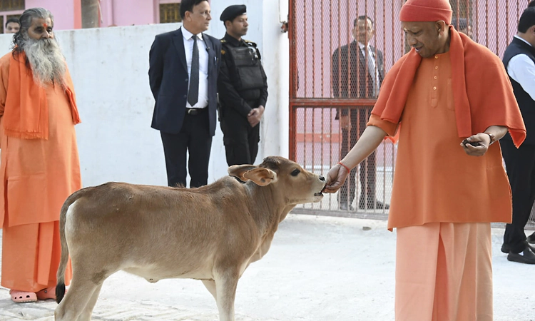 Cow Culture Museum Mathura