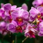 Diplozentrum Orchid Discovery in Idukki