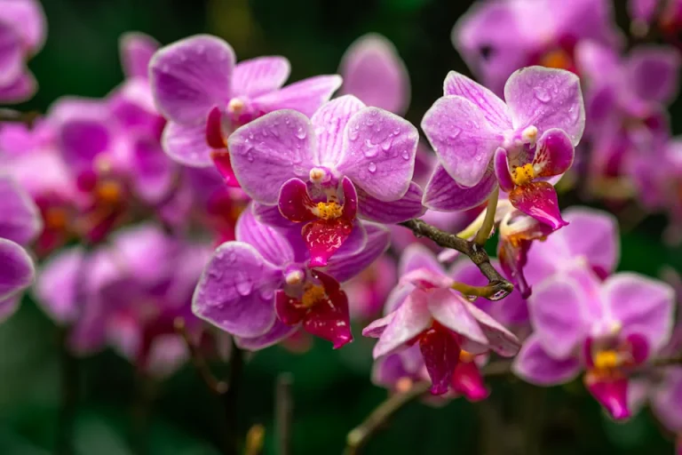 Diplozentrum Orchid Discovery in Idukki