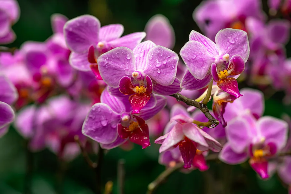 Diplozentrum Orchid Discovery in Idukki