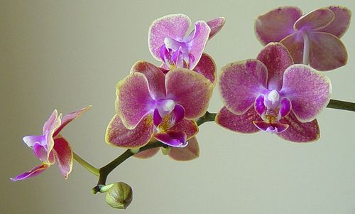 Diplozentrum Orchid Discovery in Idukki