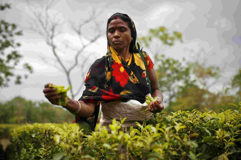 Eti Koli Duti Paat Scheme