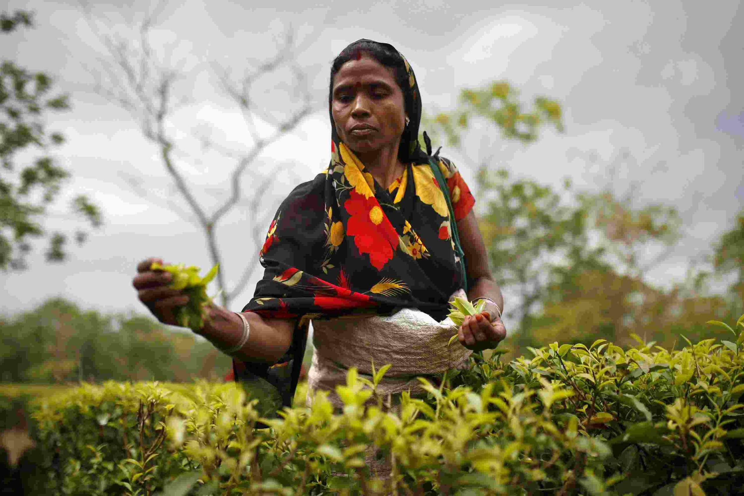 Eti Koli Duti Paat Scheme