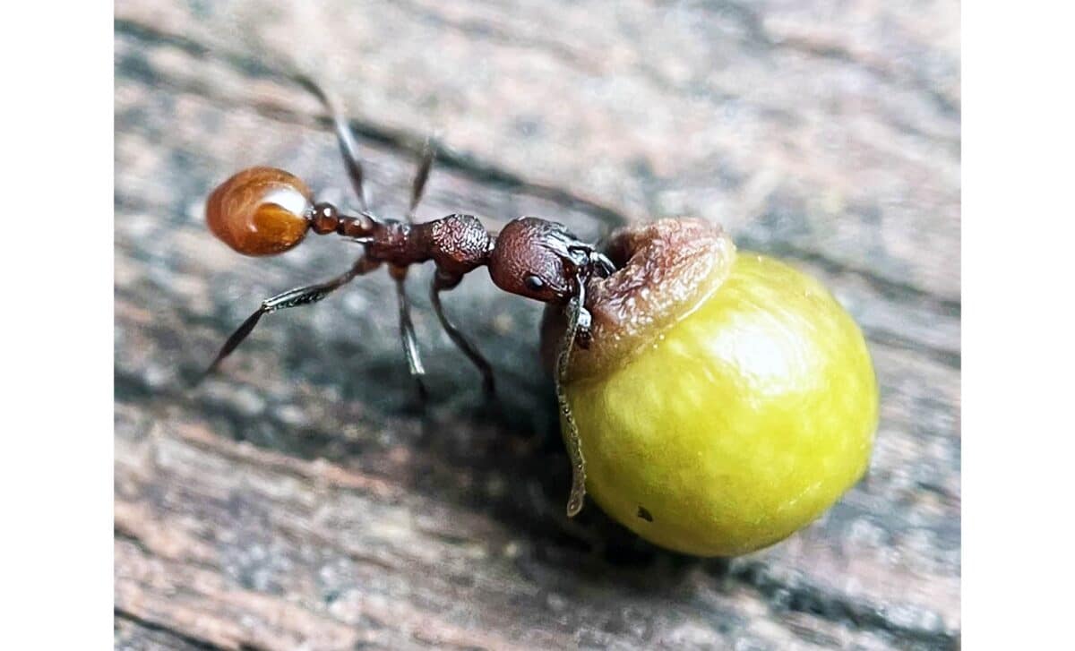 Garbhanga Ant Discovery