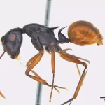 Garbhanga Ant Discovery