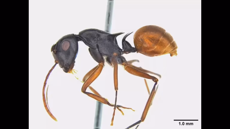 Garbhanga Ant Discovery