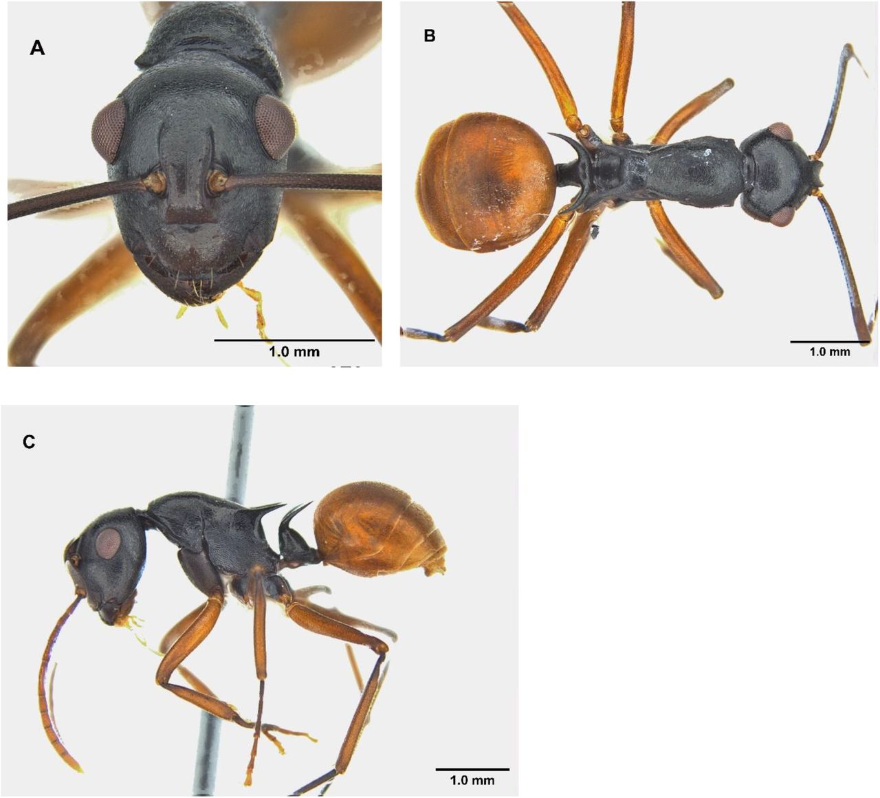 Garbhanga Ant Discovery
