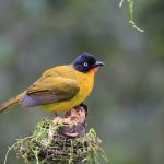 Goa Second State Bird Atlas
