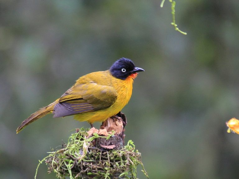 Goa Second State Bird Atlas