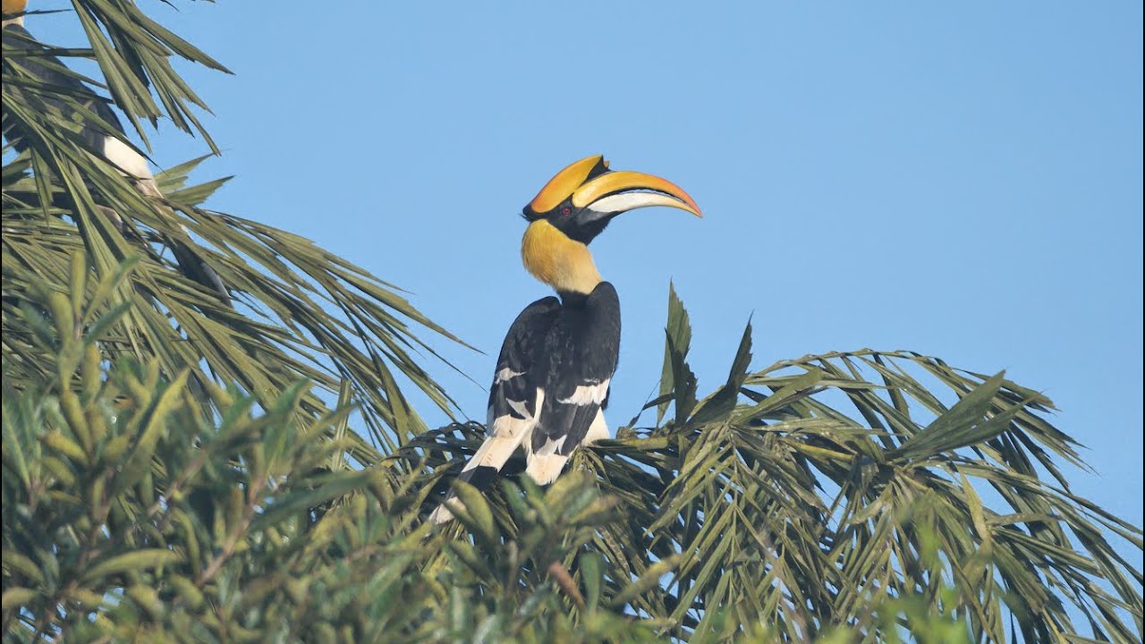 Goa Second State Bird Atlas